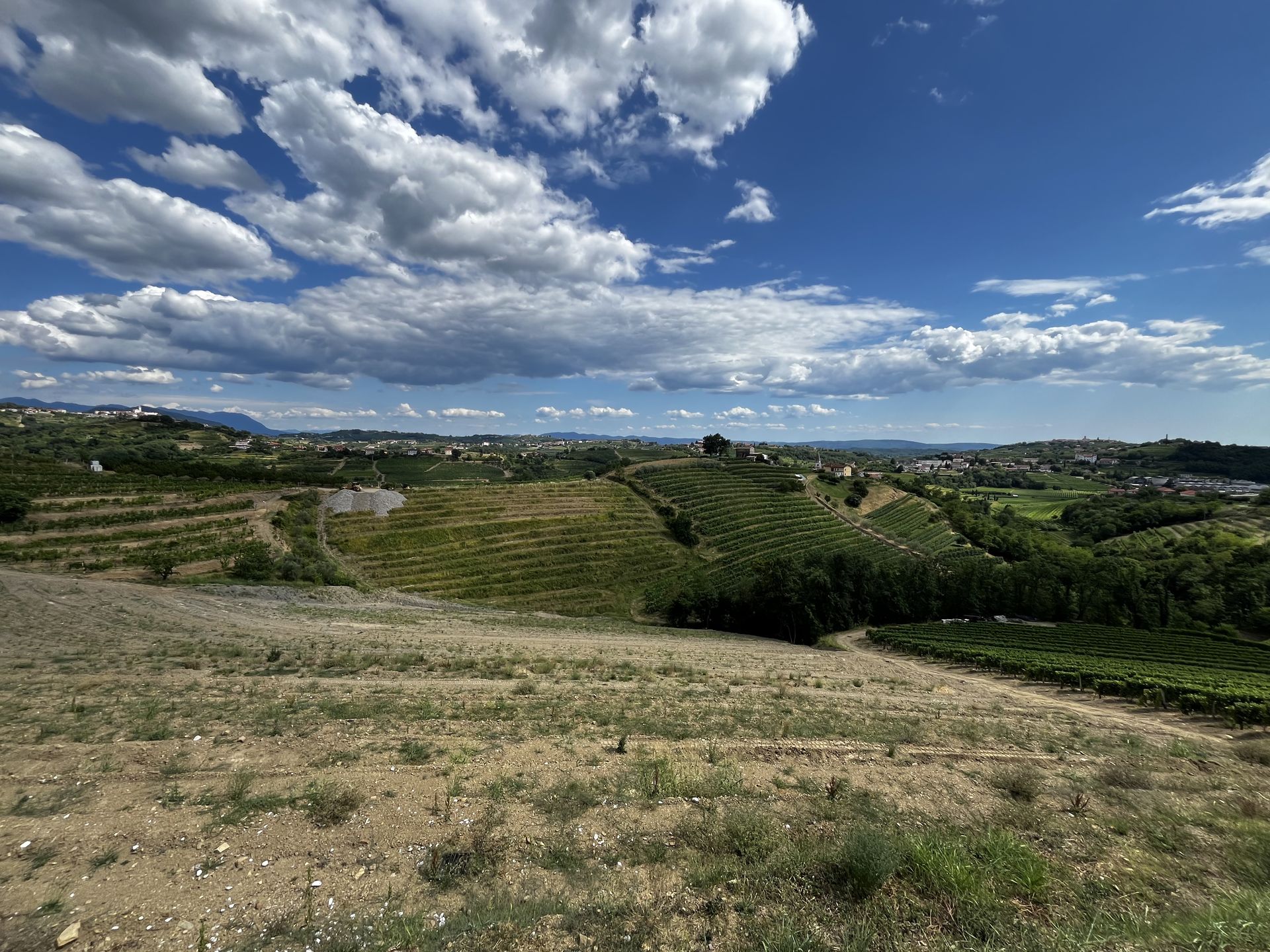View of rolling hills and vines in Goriška Brda